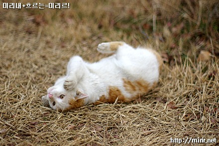 사용자 삽입 이미지