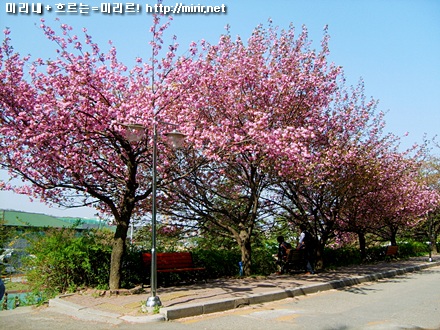 전주대학교 진리관 앞 길에 있는 겹벚꽃들