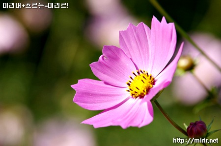 코스모스