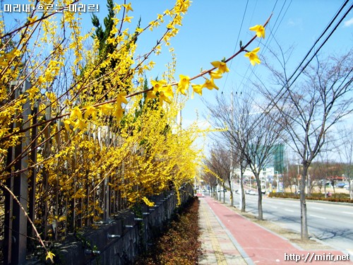 개나리