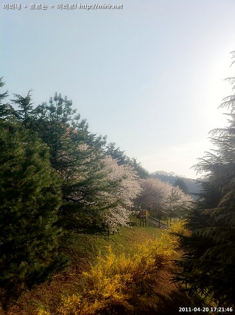 전주대학교 벚꽃
