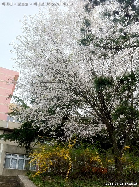 전주대학교 벚꽃