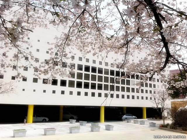 전주대학교 벚꽃