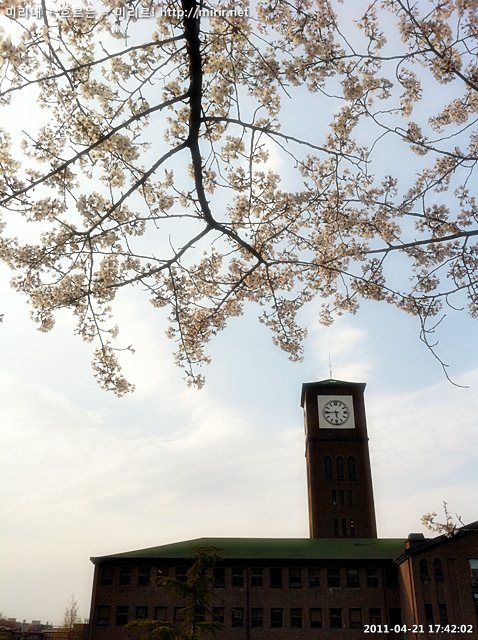 전주대학교 벚꽃