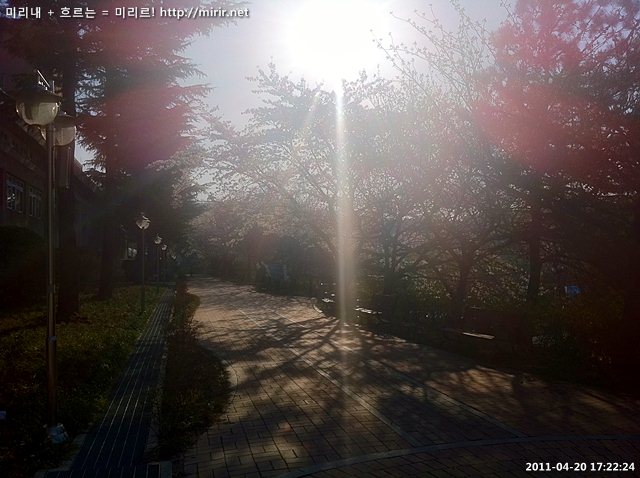 전주대학교 벚꽃
