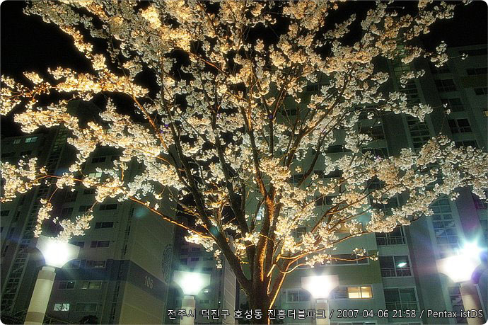 벚꽃나무사진 / 전주시 덕진구 호성동 진흥더블파크 / 2007-04-06 21:58 / Pentax istDS